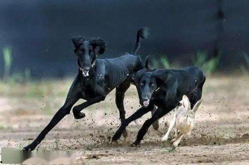 细狗撵兔视频2016,2016年爆笑细狗追兔经典瞬间回顾