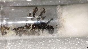 蚂蚁搬家的视频,团结协作的奇妙旅程