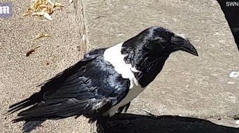 乌鸦说话视频,揭秘神奇动物的语言奥秘